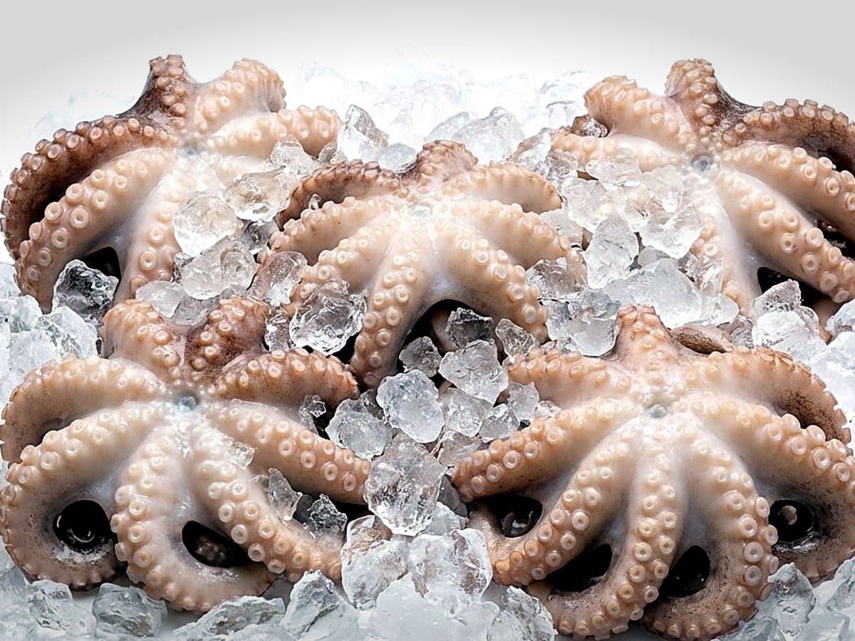 Octopus