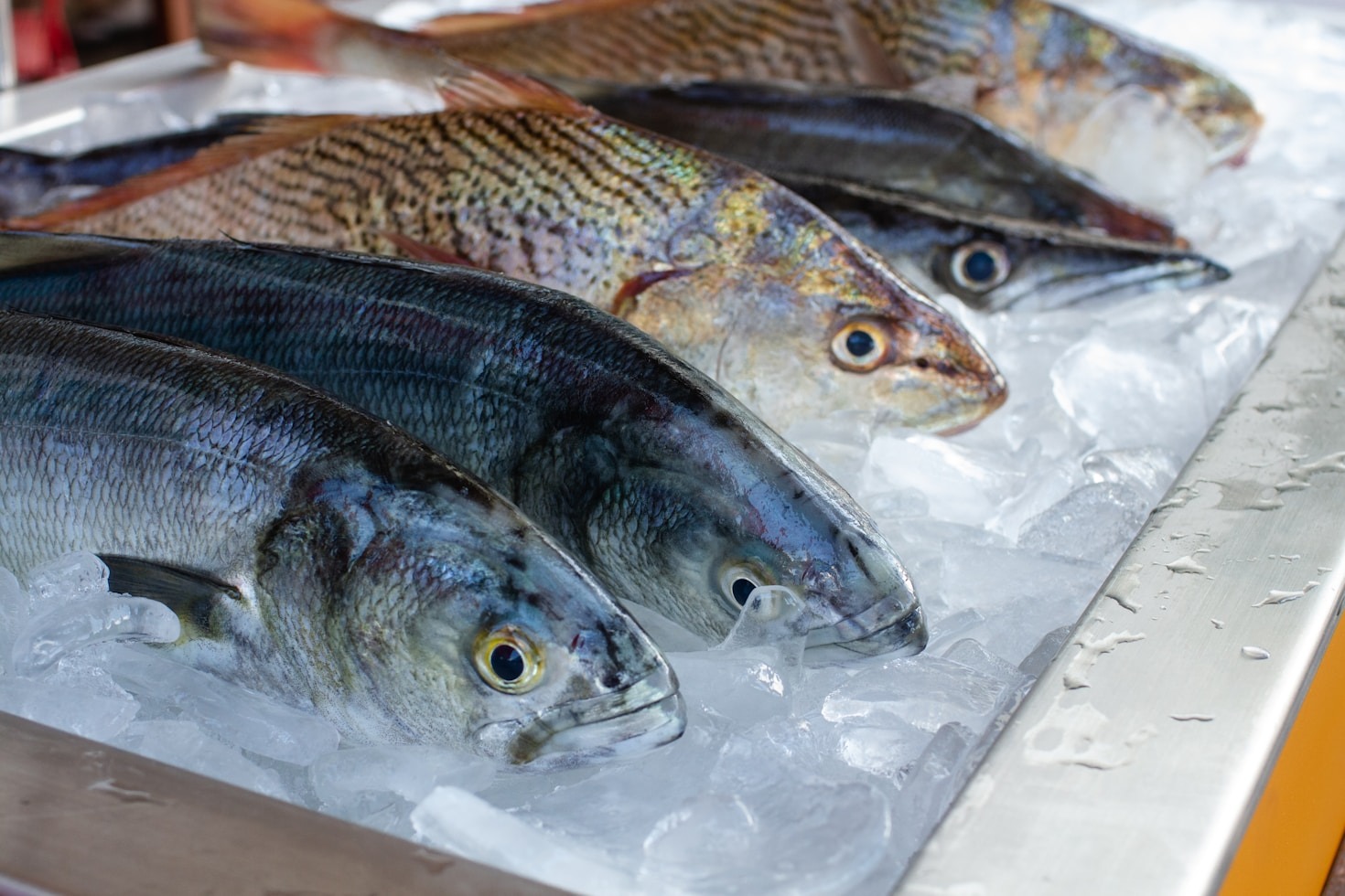 The Growing Demand for Sustainable Seafood Worldwide